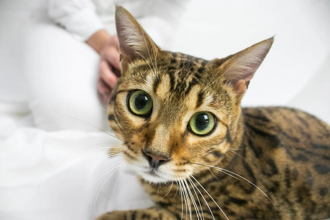 Banho e tosa em gato