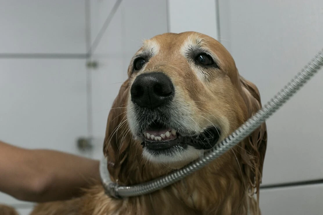 Banho e tosa próximo a mim