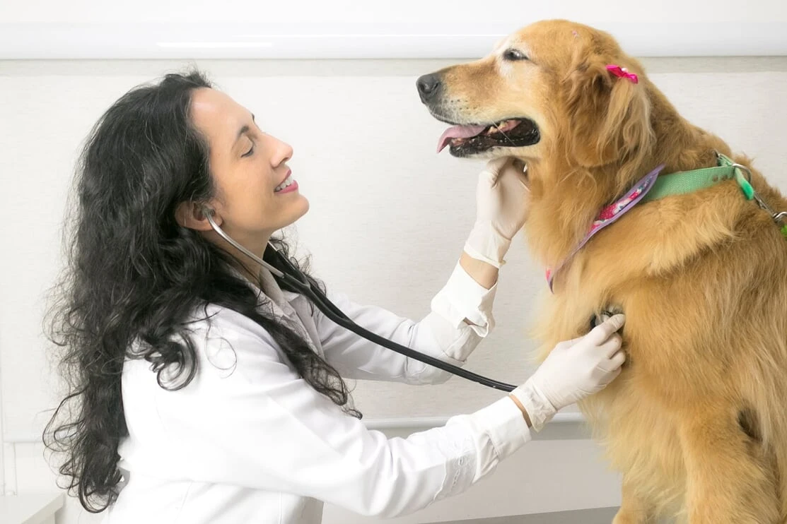 Centro cirúrgico veterinário preço