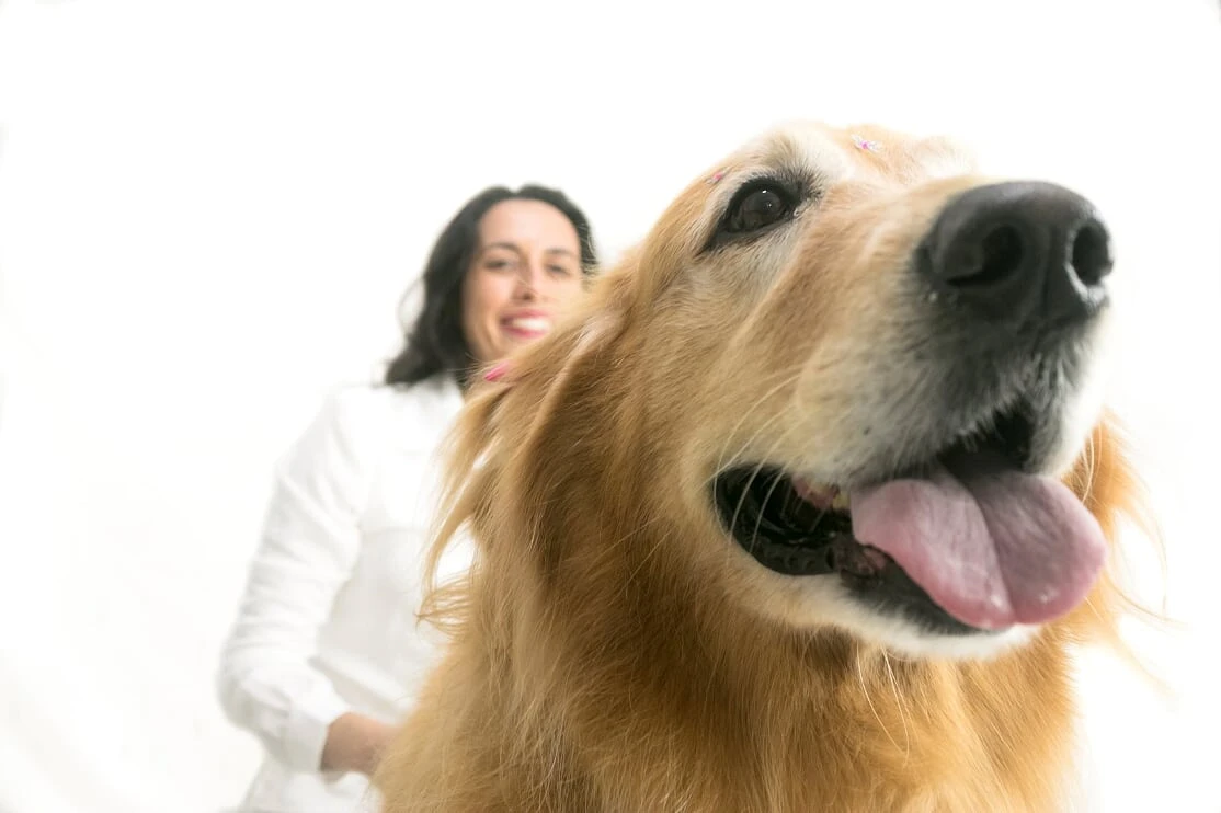 Dentista de cães