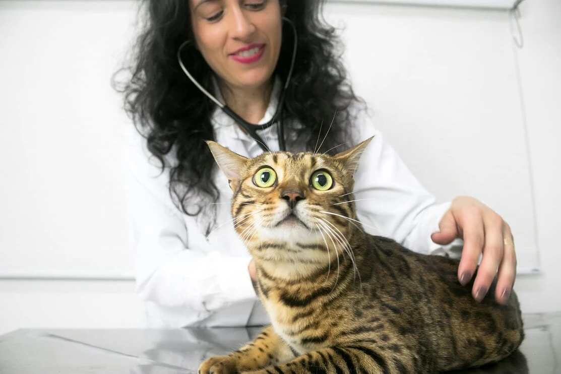 Dentista para gatos