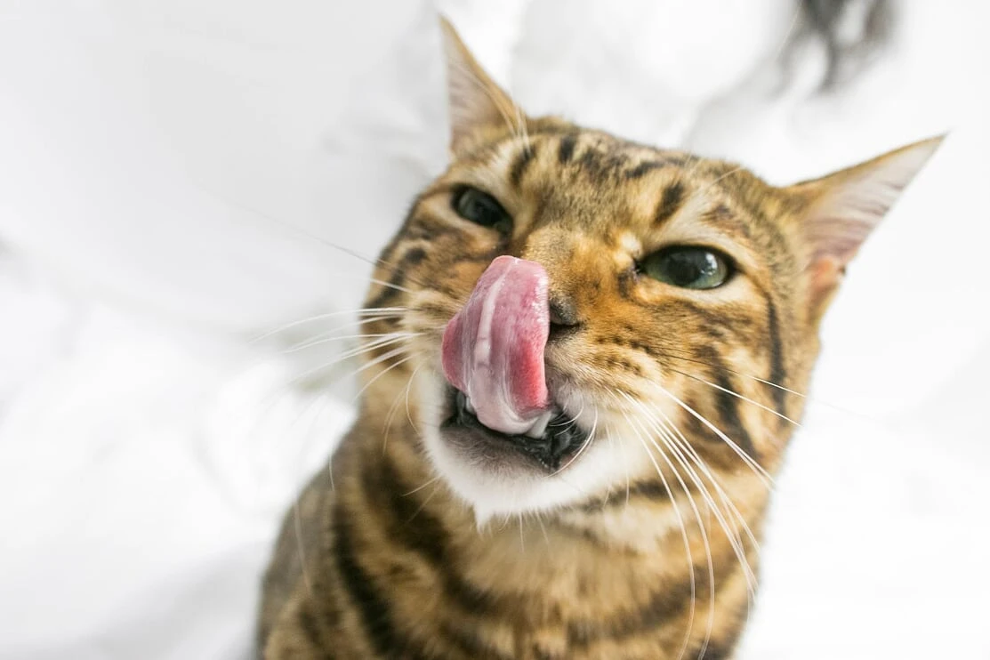 Dentistas para gatos
