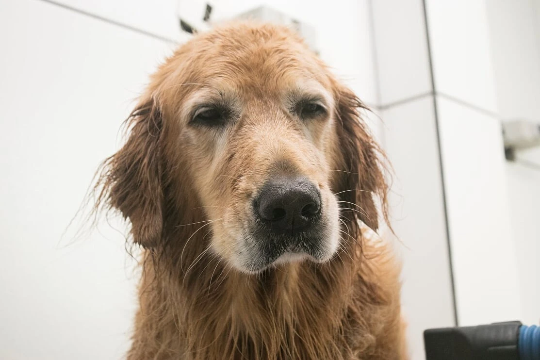 Diária de hotelzinho para cachorro