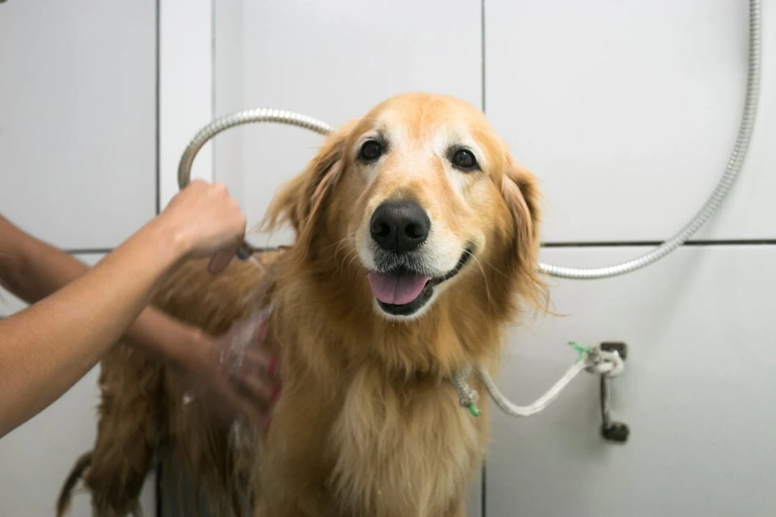 Hospedagem animal
