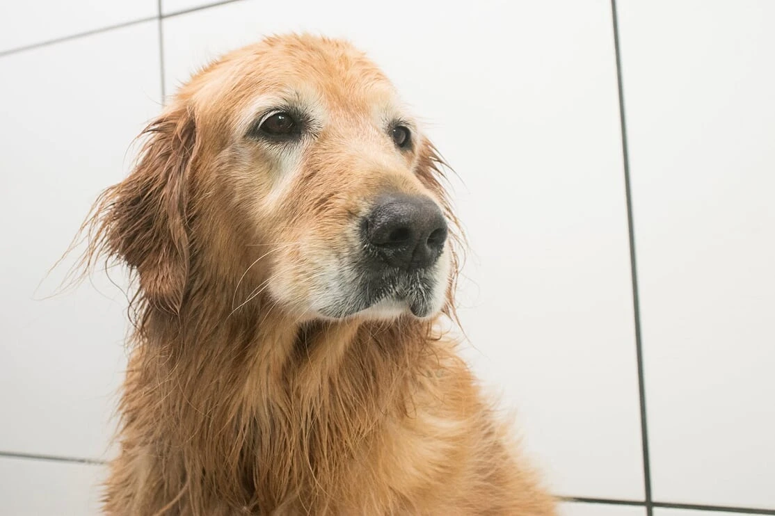 Hospedagem de cachorro preço
