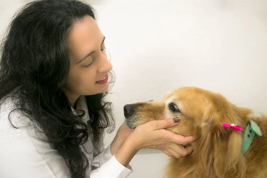 Hotel para cães em Jaguariúna