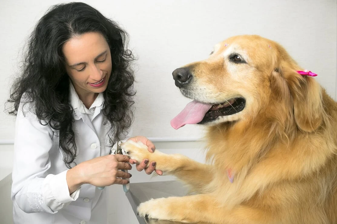Pet shop próximo a mim em Jaguariúna