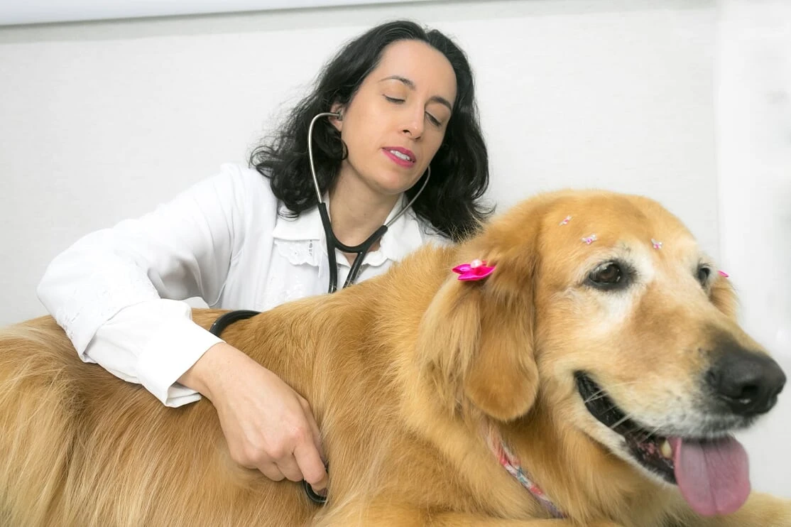 Raio x para cachorro
