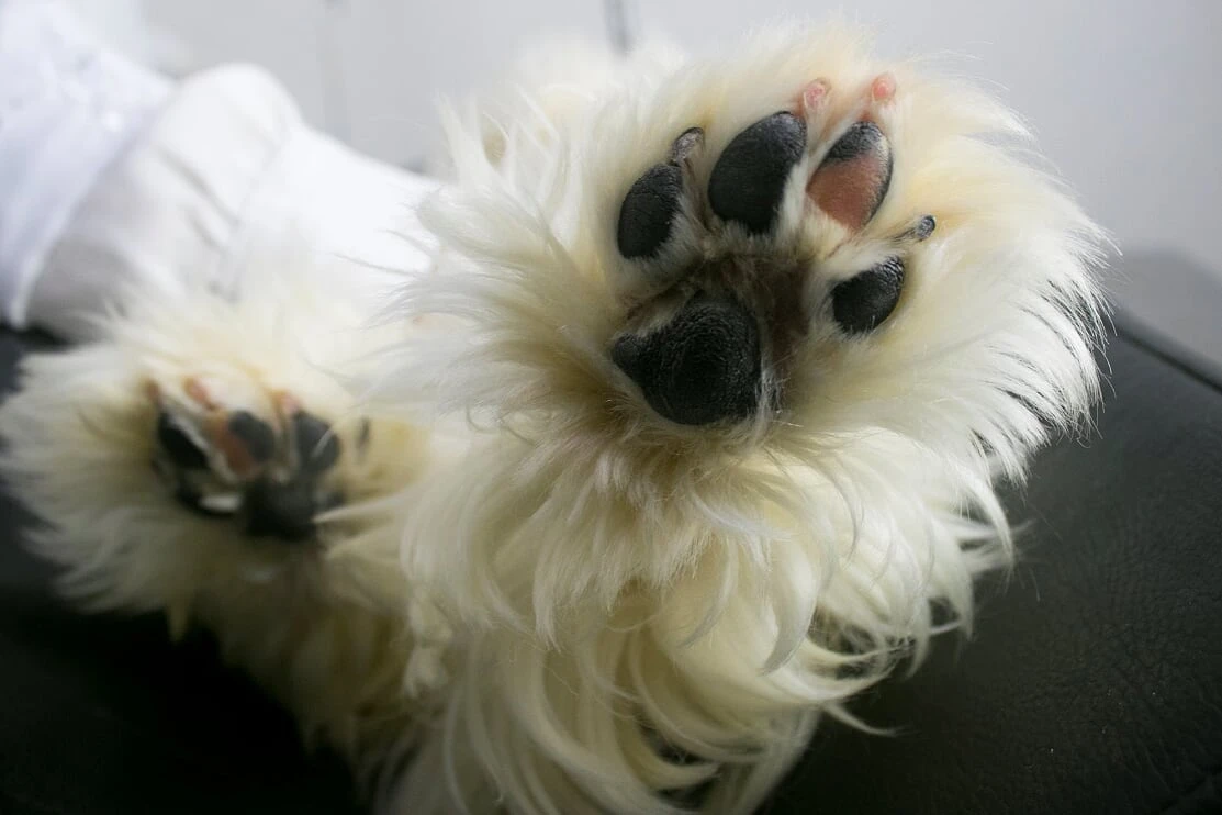Ultrassom veterinário