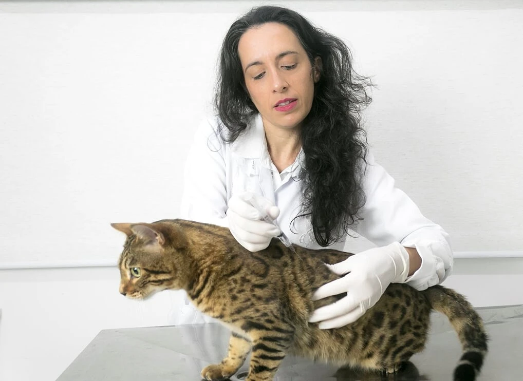 Vacina antirrábica em Pedreira