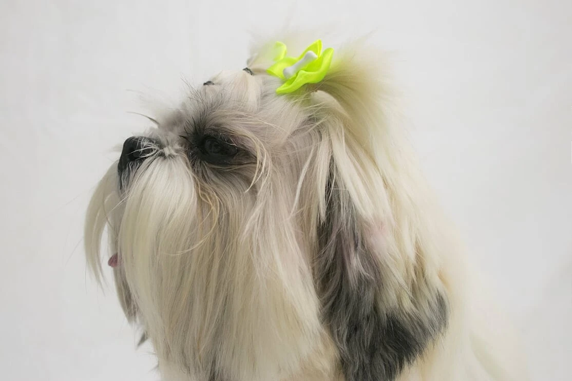 Vacina para filhote de cachorro