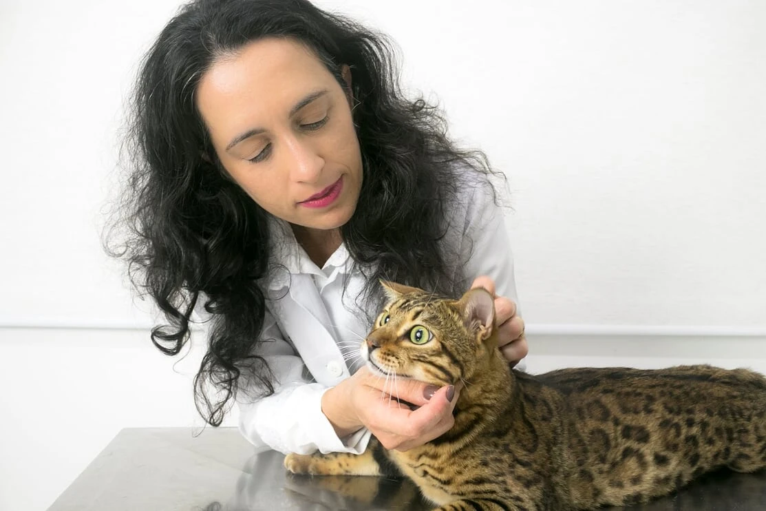 Vacina para gato em Jaguariúna