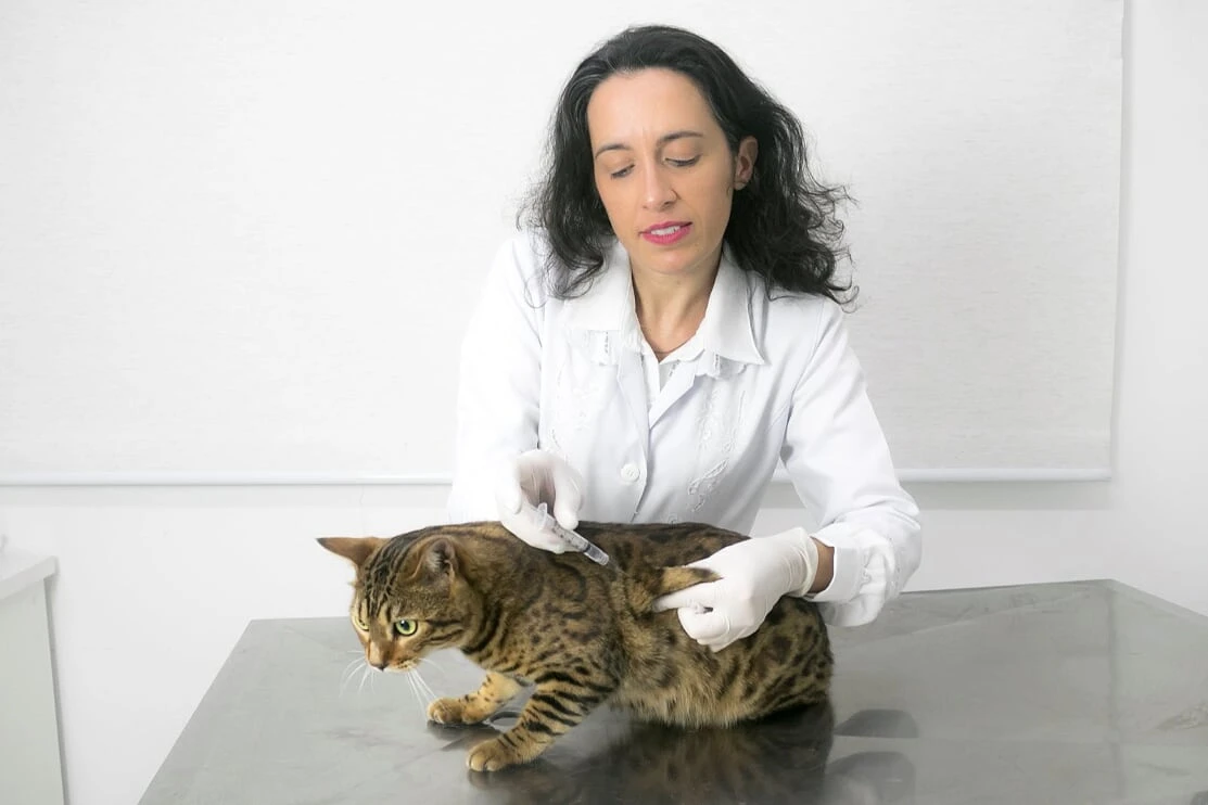 Vacina para gato em Pedreira