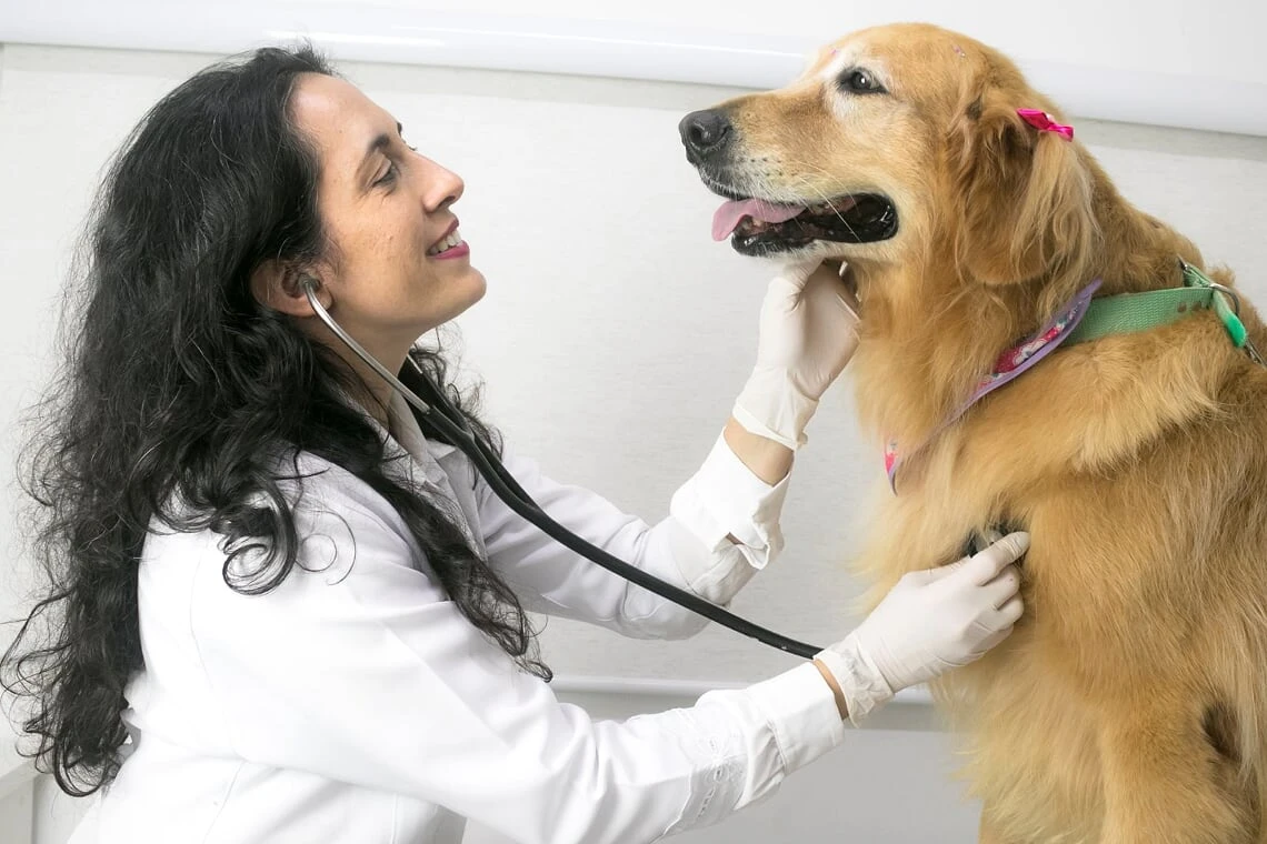 Veterinário próximo a mim