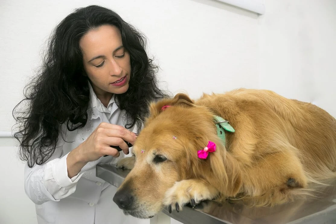 Veterinário próximo a mim em Jaguariúna